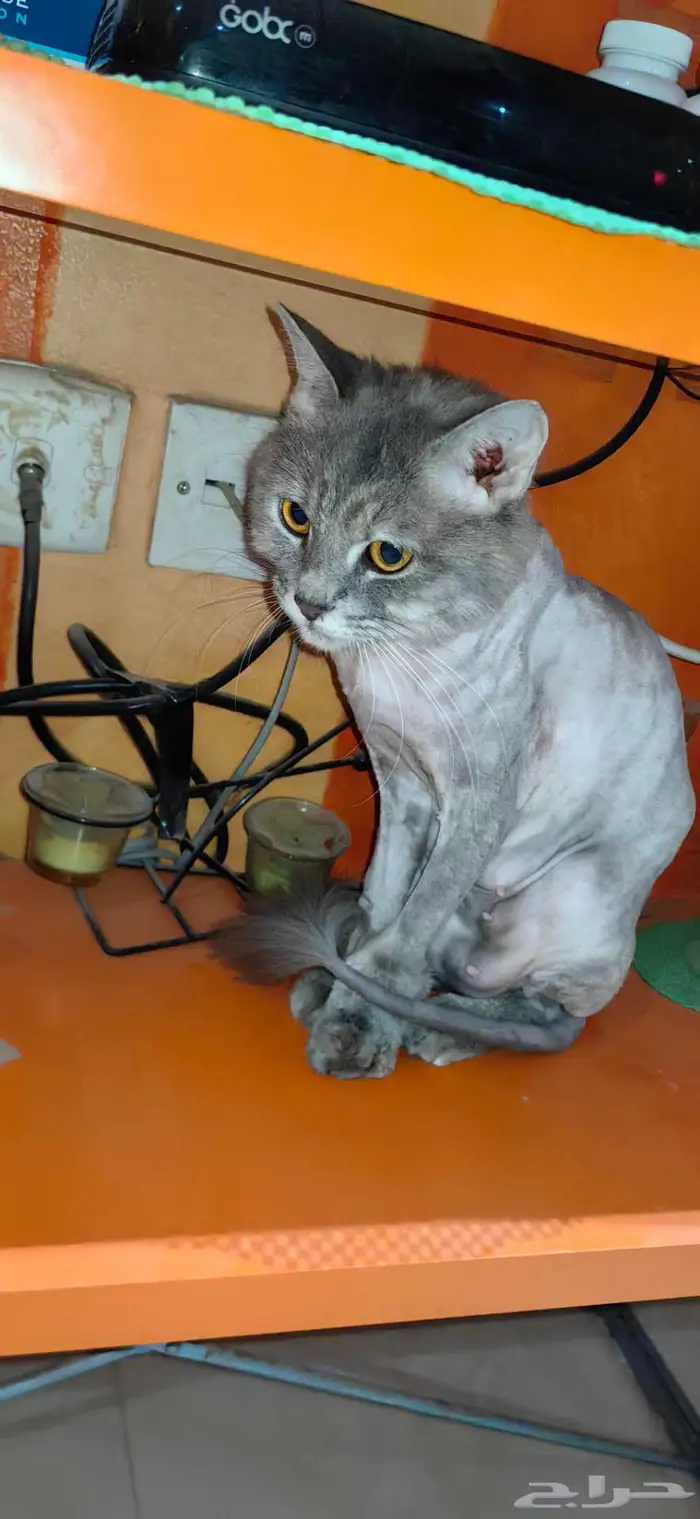 قطة للتبني 4