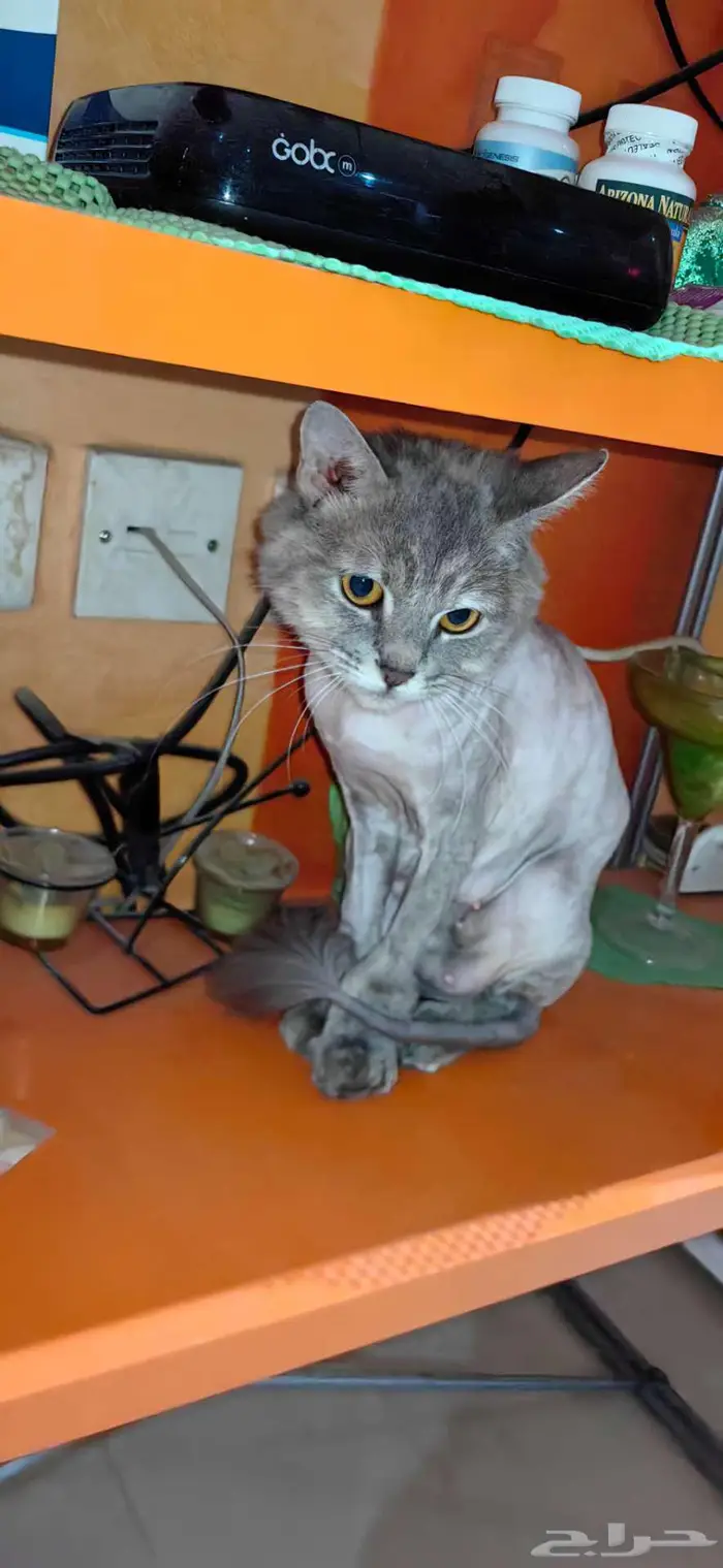 قطة للتبني 0