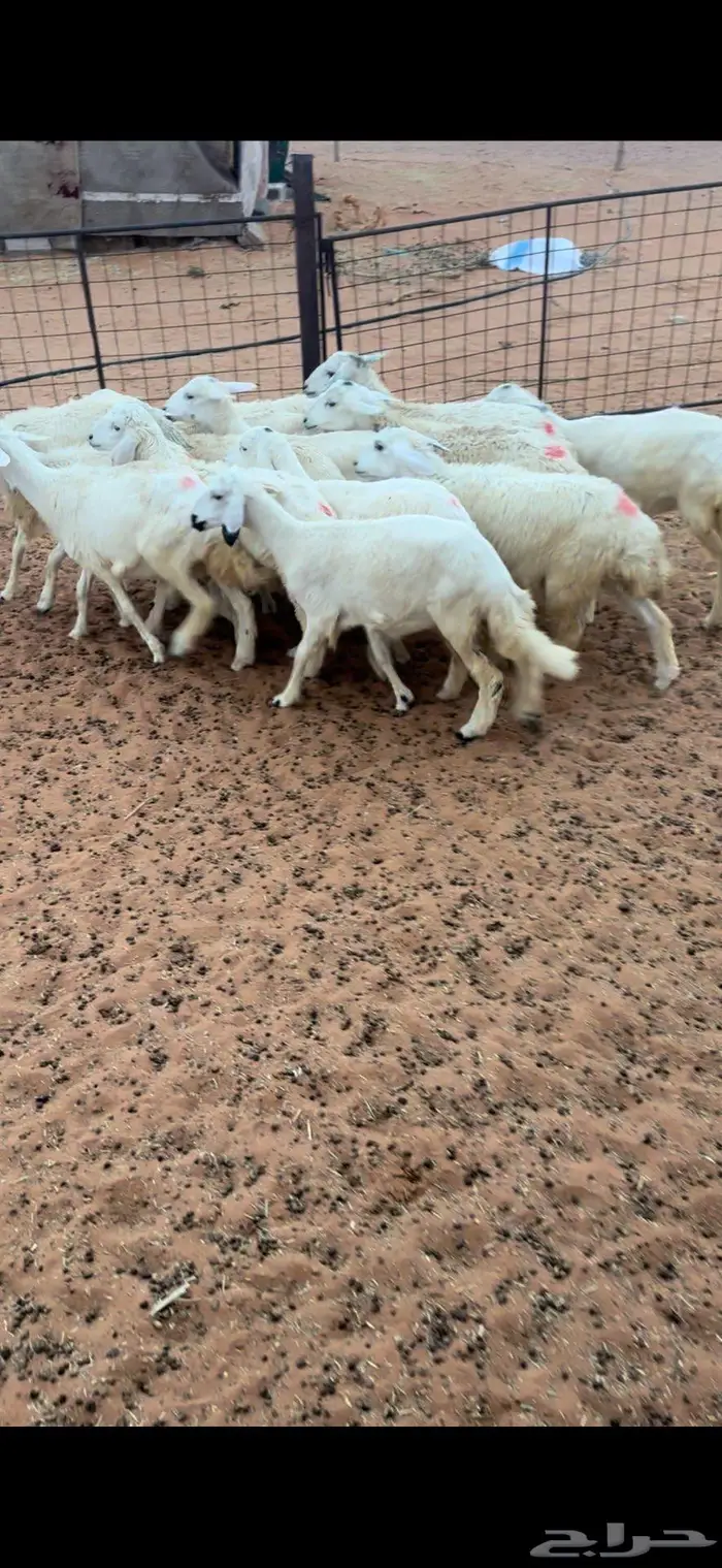 رخال حريه مراح 0