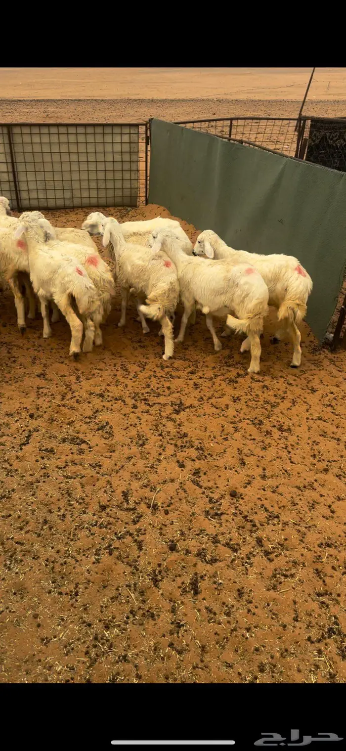 رخال حريه مراح 2