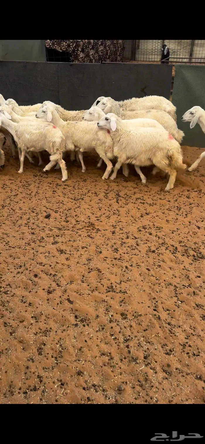 رخال حريه مراح 1