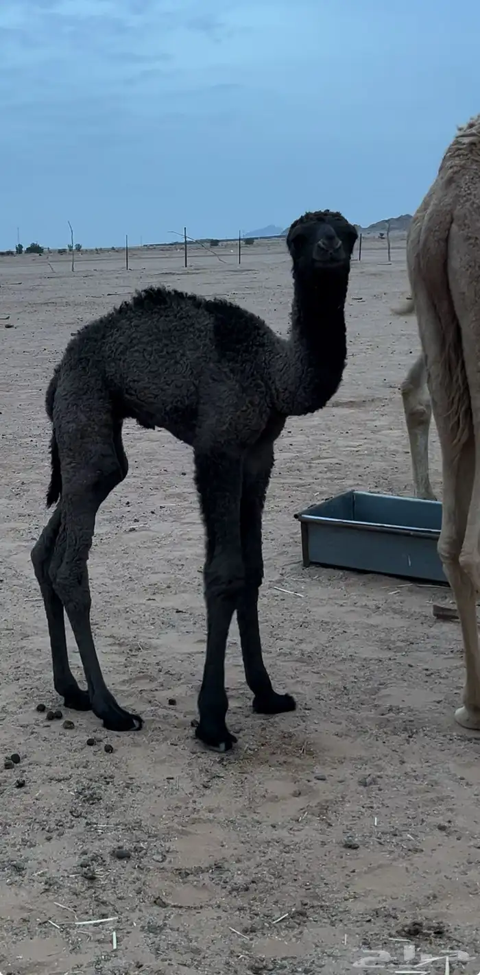 حوار قعود اصفر على الهدب عمر 10 ايام (ضيار) 0