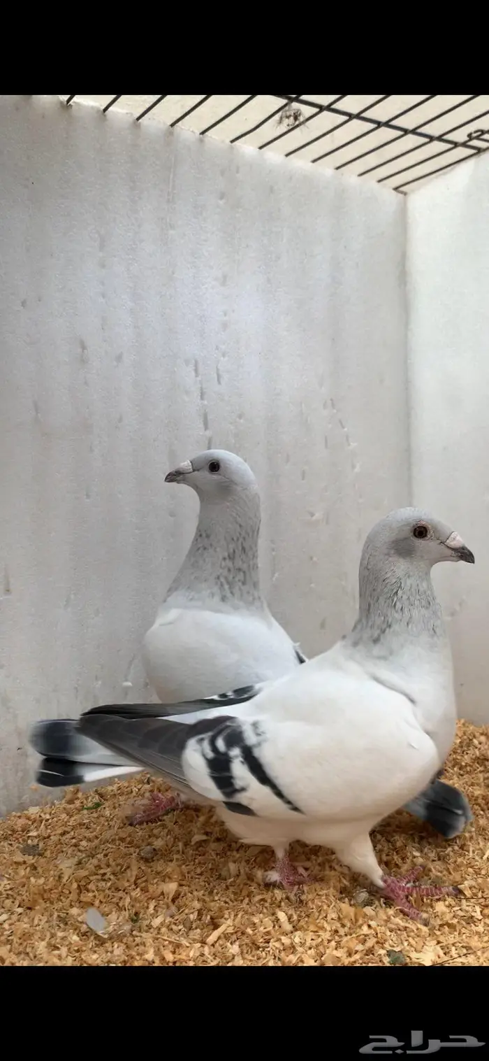 4- اجواز زاجل ايس مستوى طيب 2