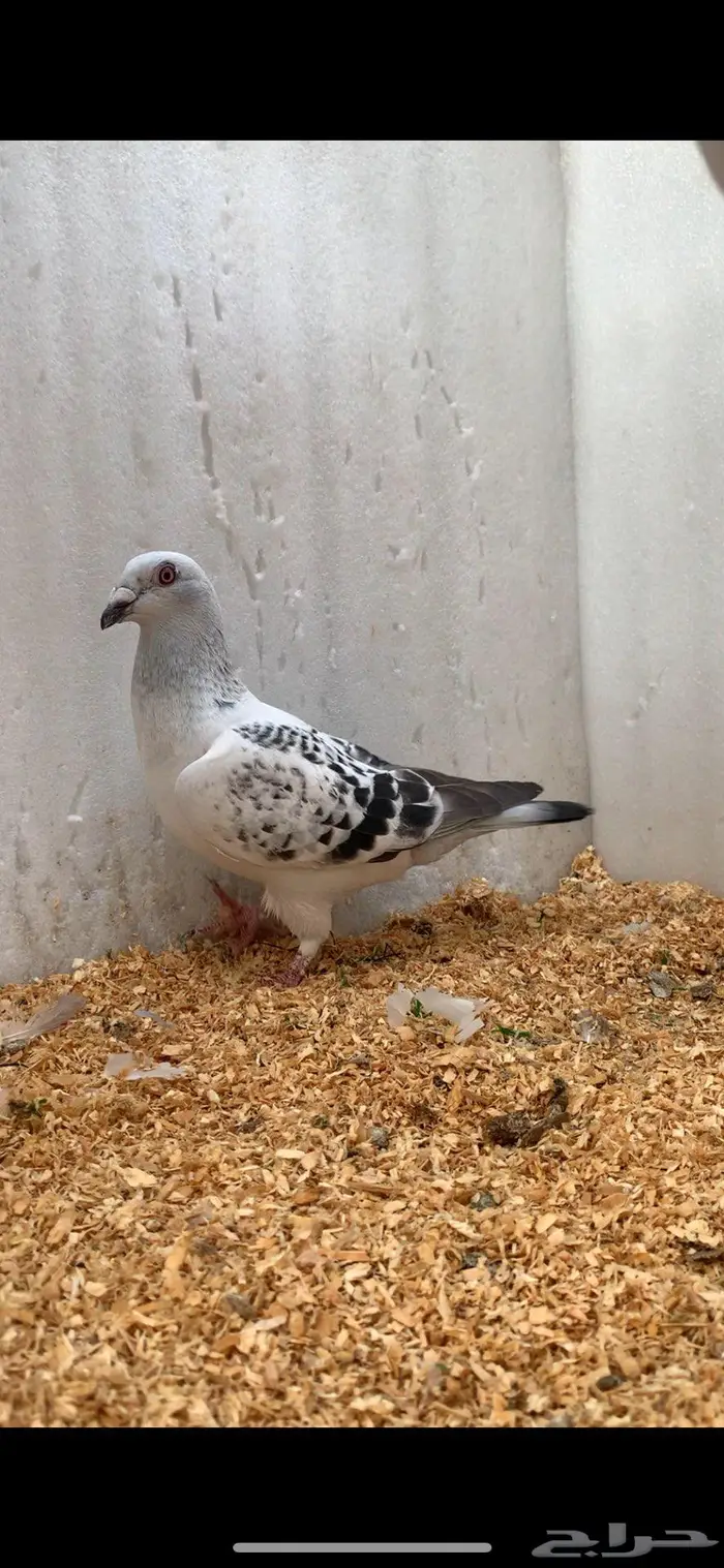 4- اجواز زاجل ايس مستوى طيب 4