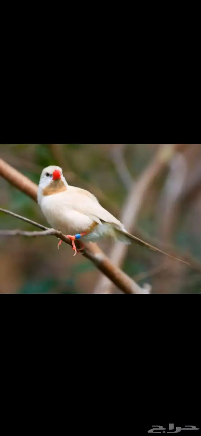 شفتيل البينو اليف (ابو رمح) 0