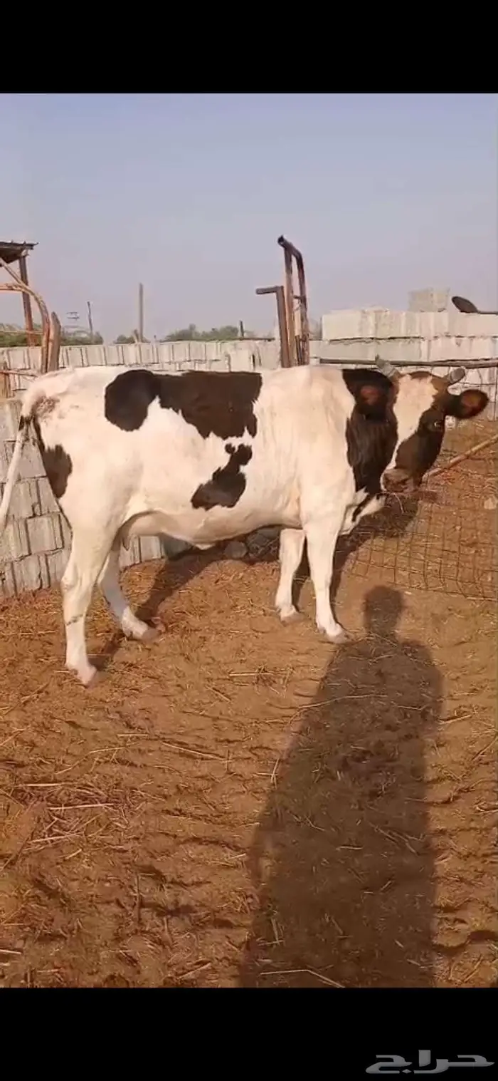 بقر للبيع 0