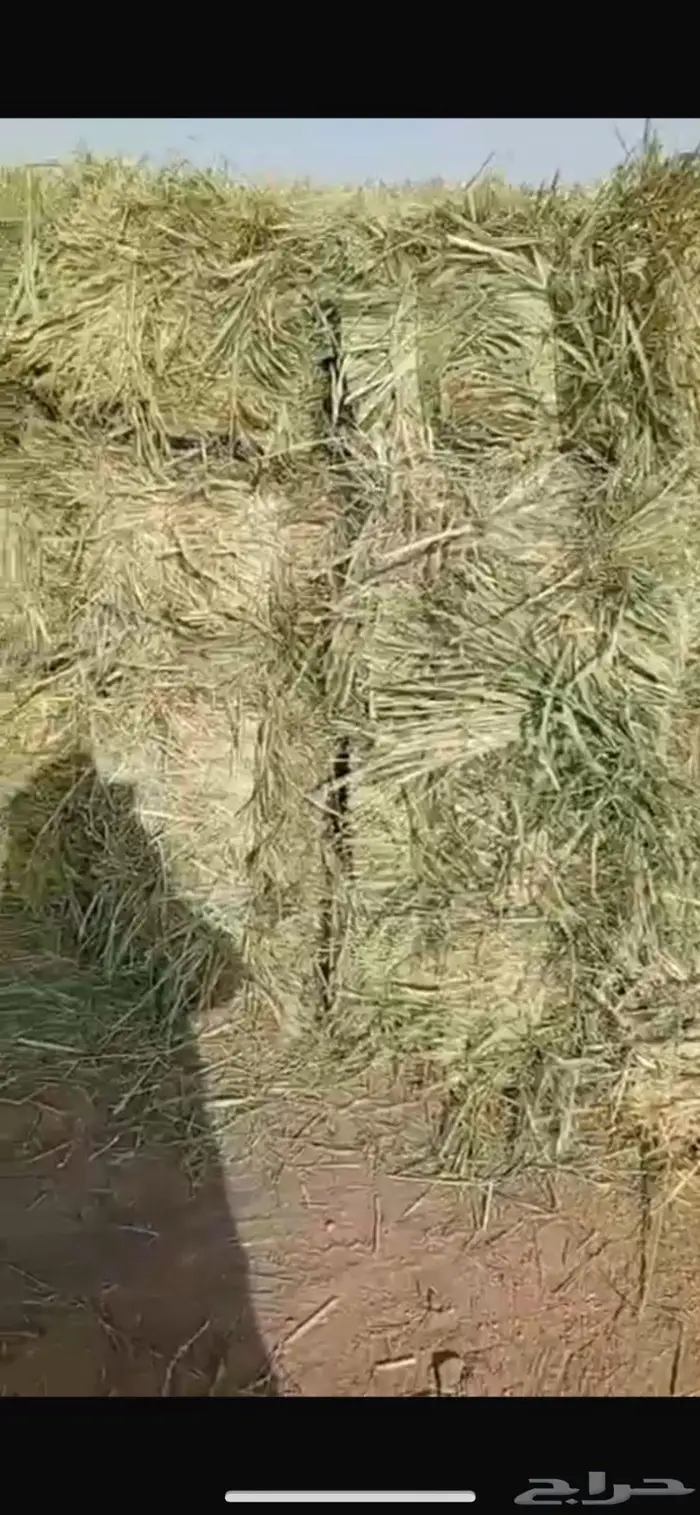 علف بونيكام 0