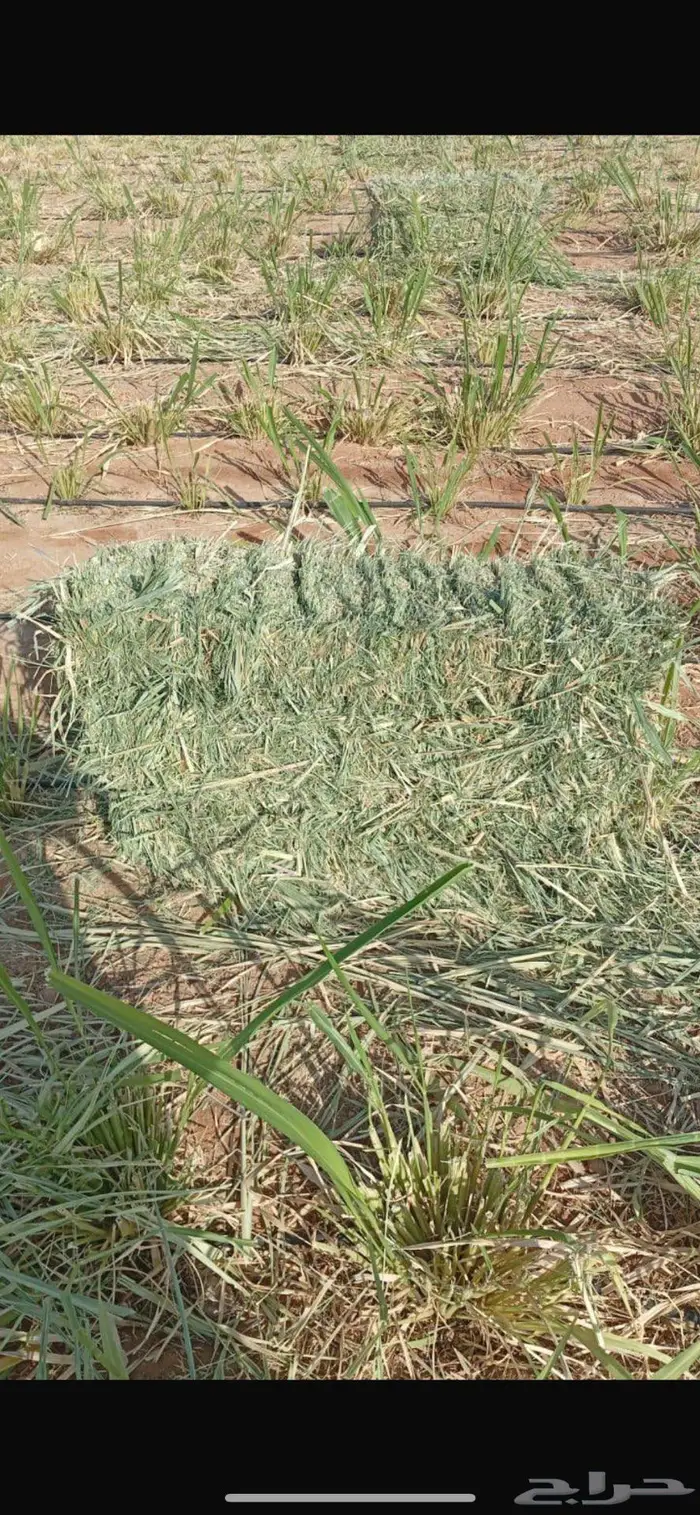 علف بونيكام 3