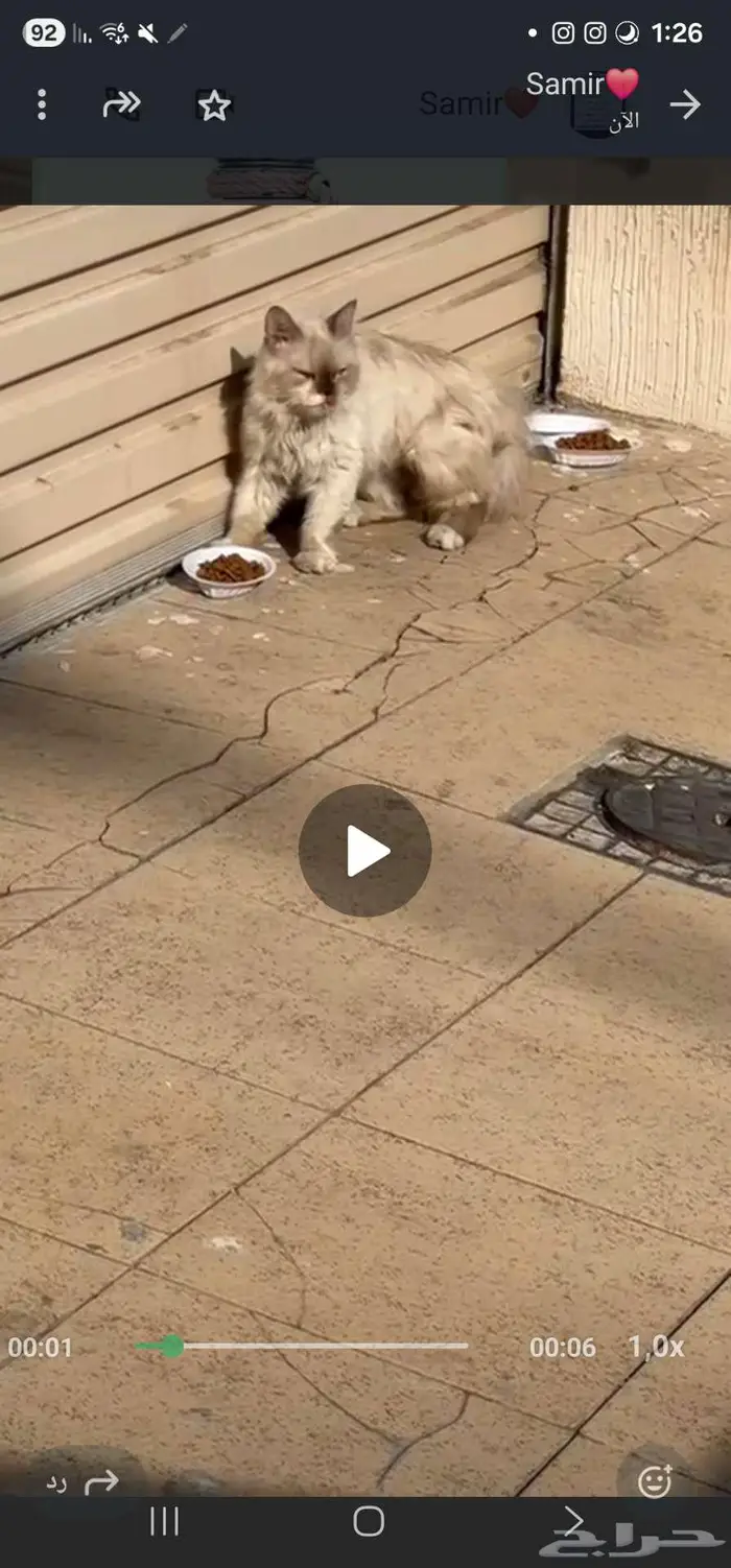 قطه انقاذ للتبني هملايا 0