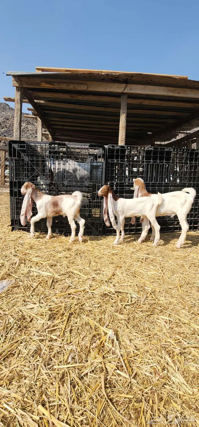 ماشاء الله دواغير بهم حجازيات فواخر 3