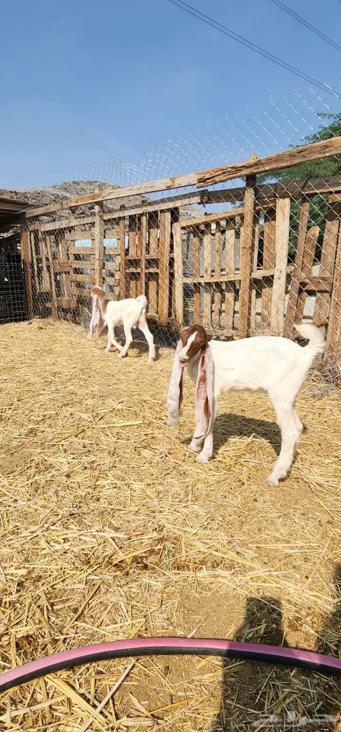 ماشاء الله دواغير بهم حجازيات فواخر 2