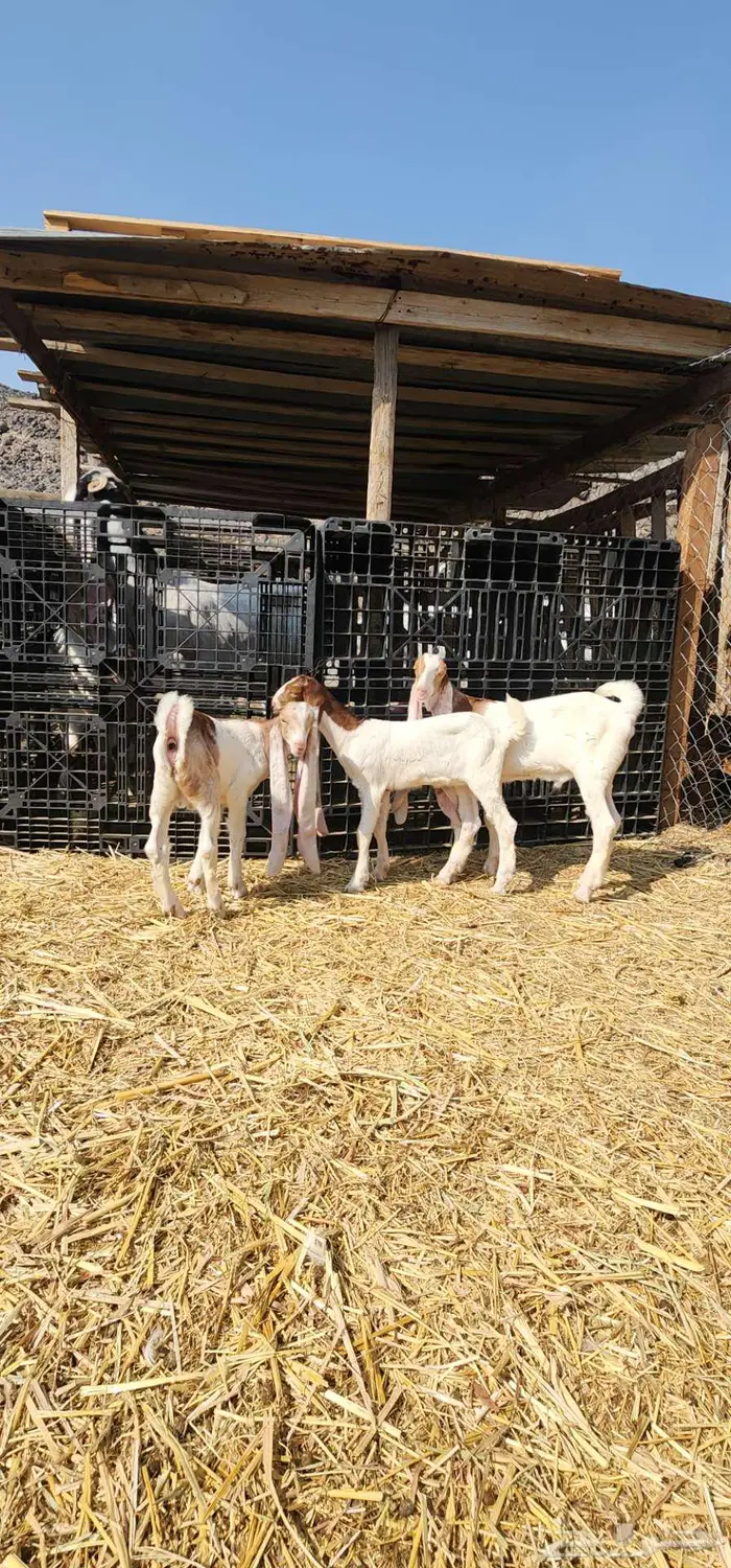 ماشاء الله دواغير بهم حجازيات فواخر 0