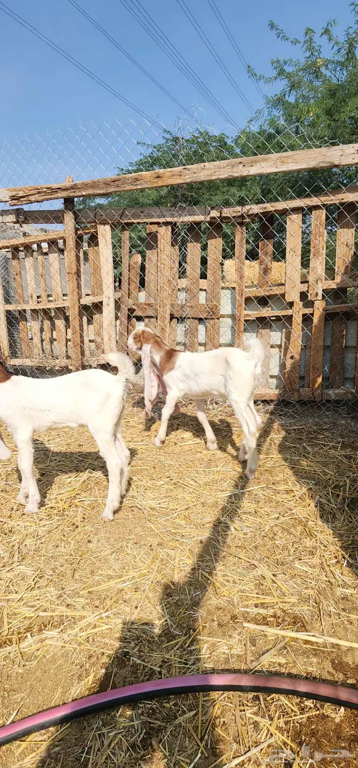 ماشاء الله دواغير بهم حجازيات فواخر 4