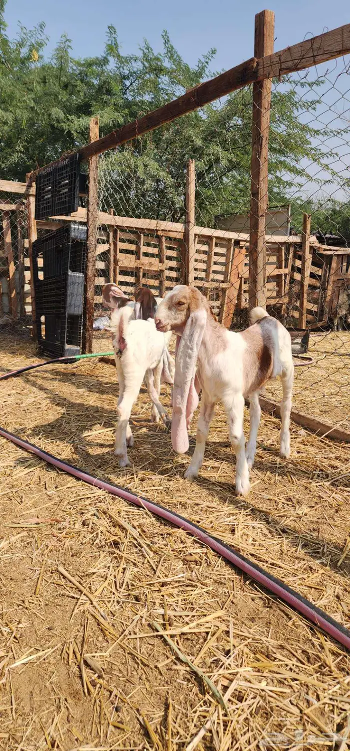 ماشاء الله دواغير بهم حجازيات فواخر 1