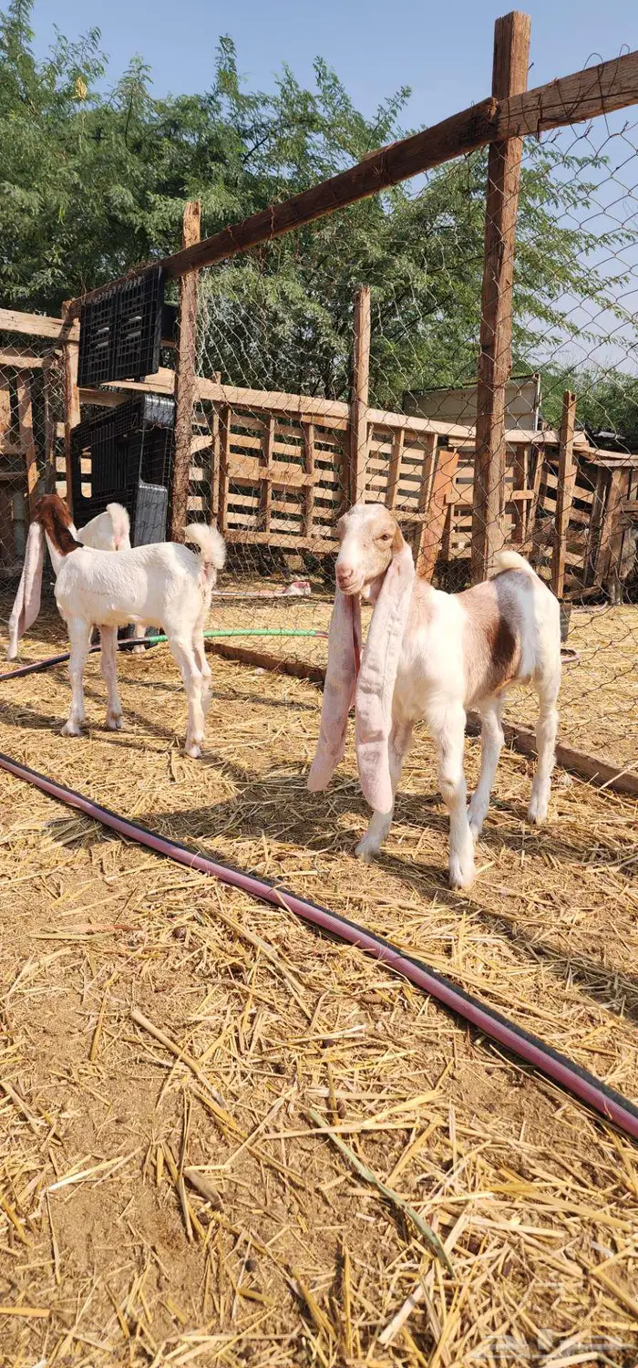 ماشاء الله دواغير بهم حجازيات فواخر 6