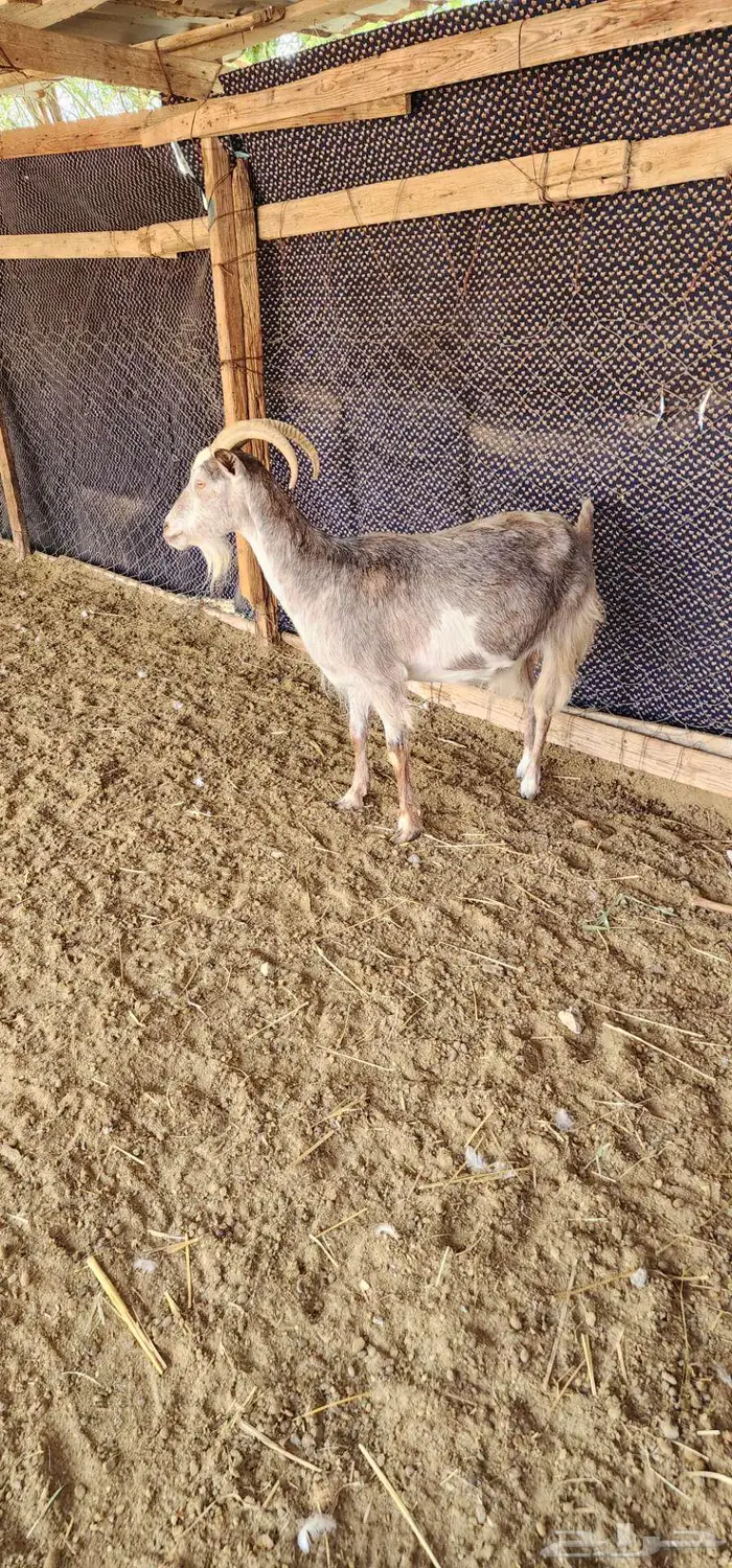 ماشاء الله عنز هجين وعل دافع شرط 0