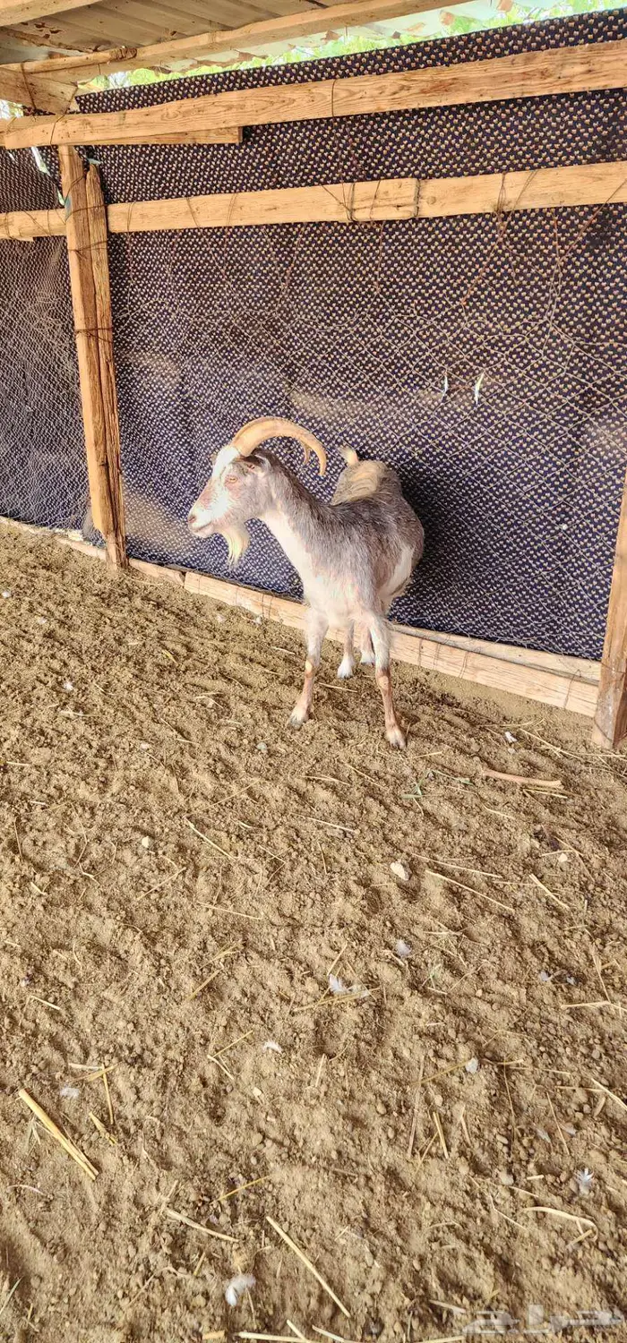 ماشاء الله عنز هجين وعل دافع شرط 1