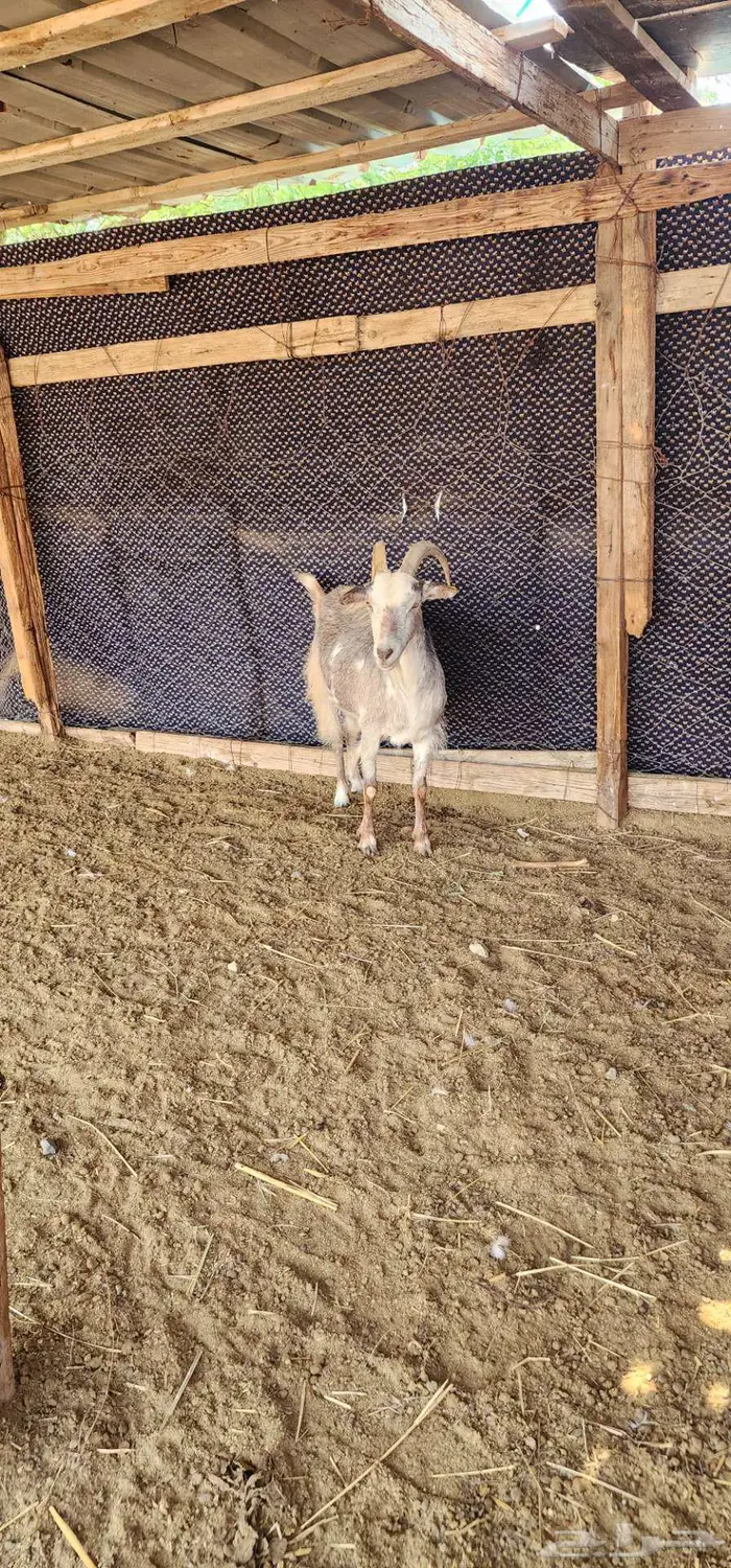 ماشاء الله عنز هجين وعل دافع شرط 2