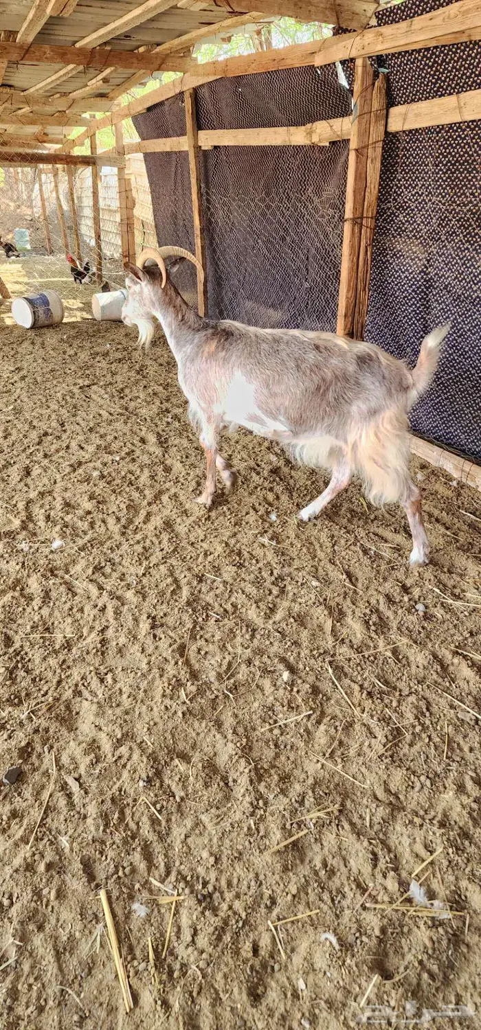 ماشاء الله عنز هجين وعل دافع شرط 3