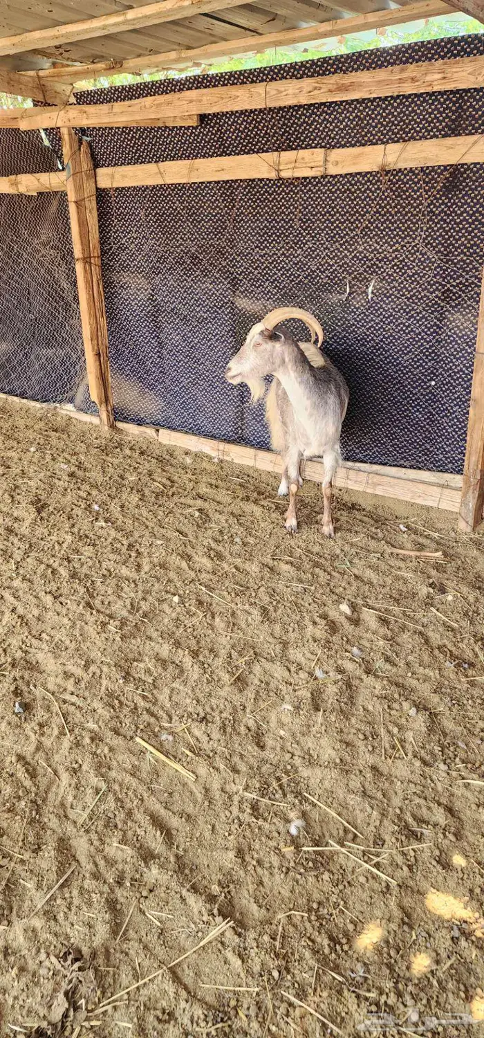 ماشاء الله عنز هجين وعل دافع شرط 4