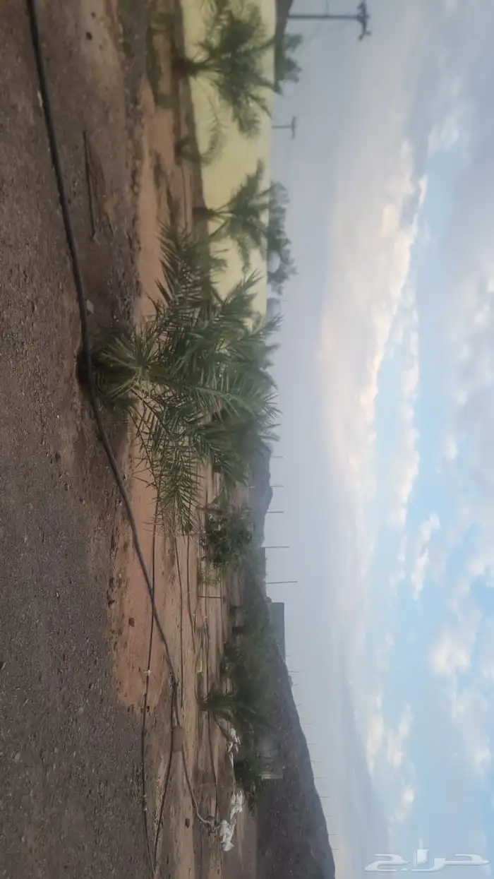 للبيع مزرعة في شناصير بالقرب من حمراء الاسد مرفوعه في احكام 8