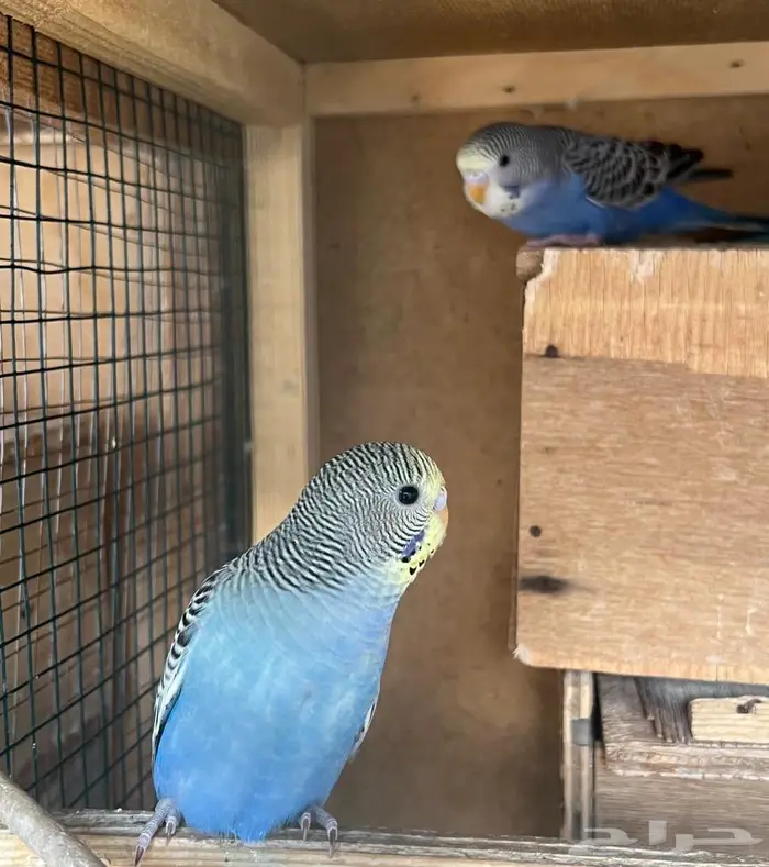 فروخ بادجي للبيع 4