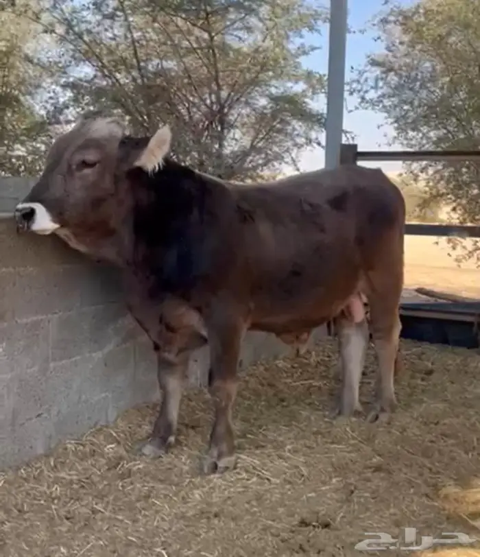 ثور براون سويسري أصل 1