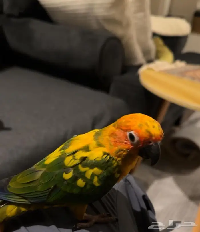 طير صن كنيور مفقود 0