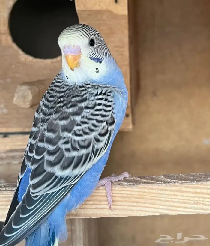 فروخ بادجي للبيع 0