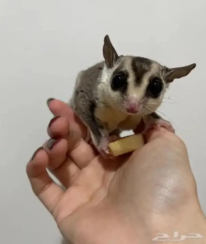 سنجاب شوقر قلايدر 1