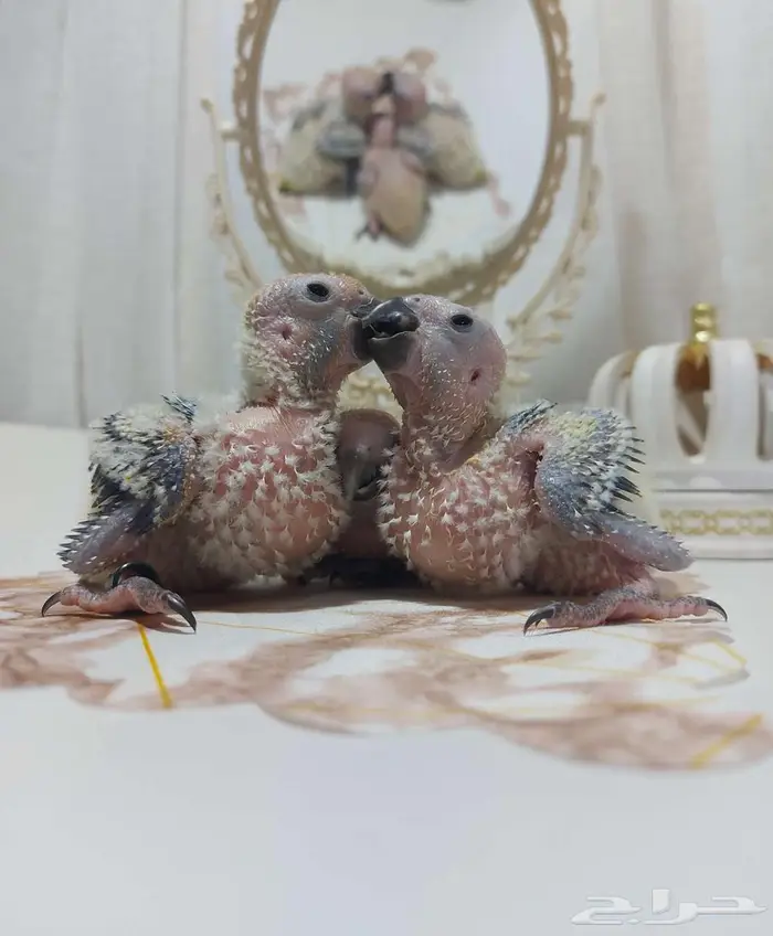 فروخ صن كنيور 1