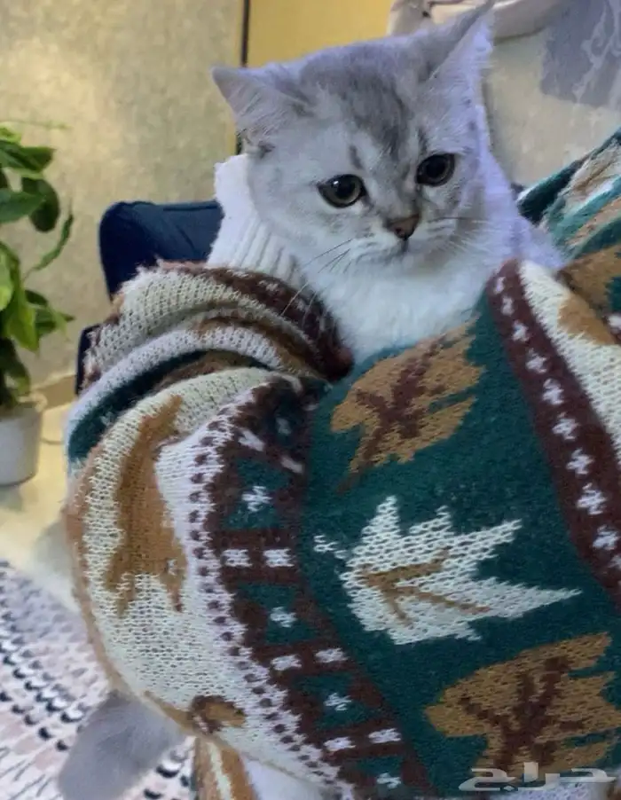 ذكر سكوتش ستريت عمره 3 شهور 0