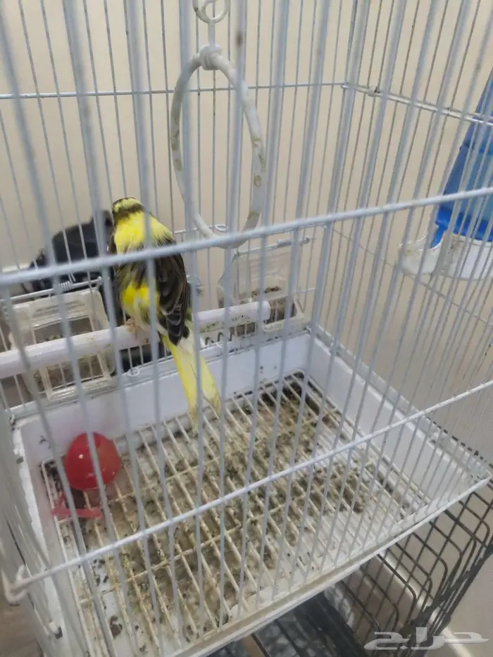 ذكر كناري تغريد 1