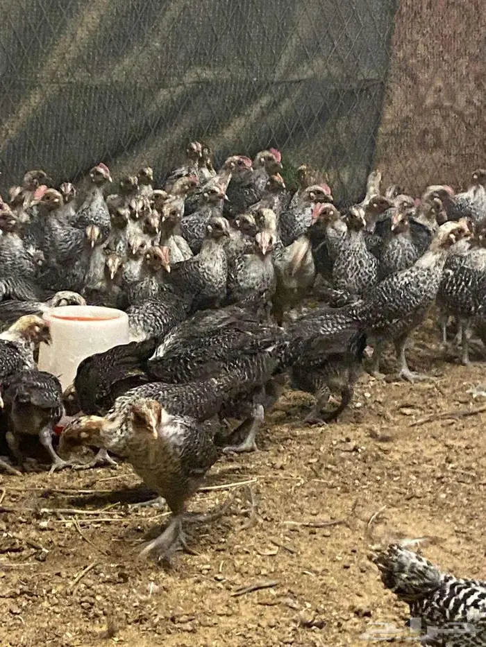 دجاج بقعاء الشعلانيه 0