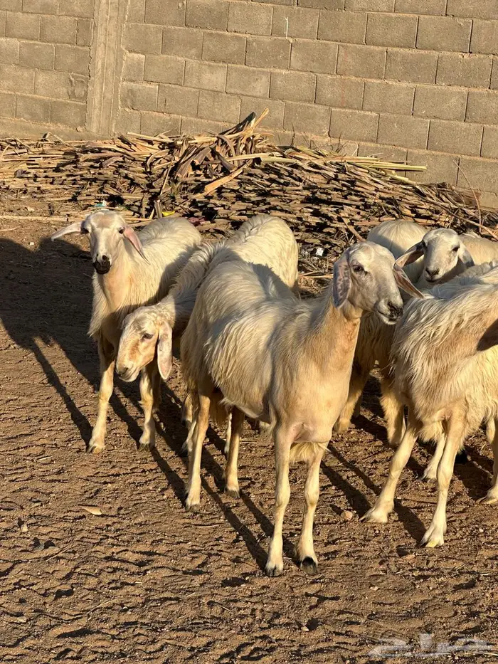 7رخال صفر مقنوي 2