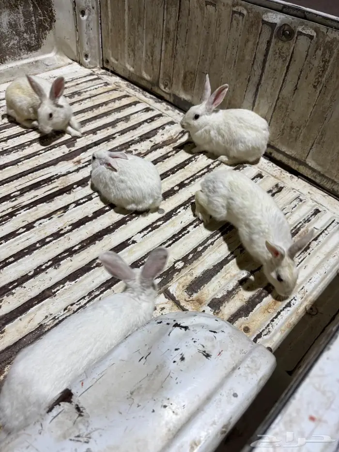 ارانب فرنسيه 0