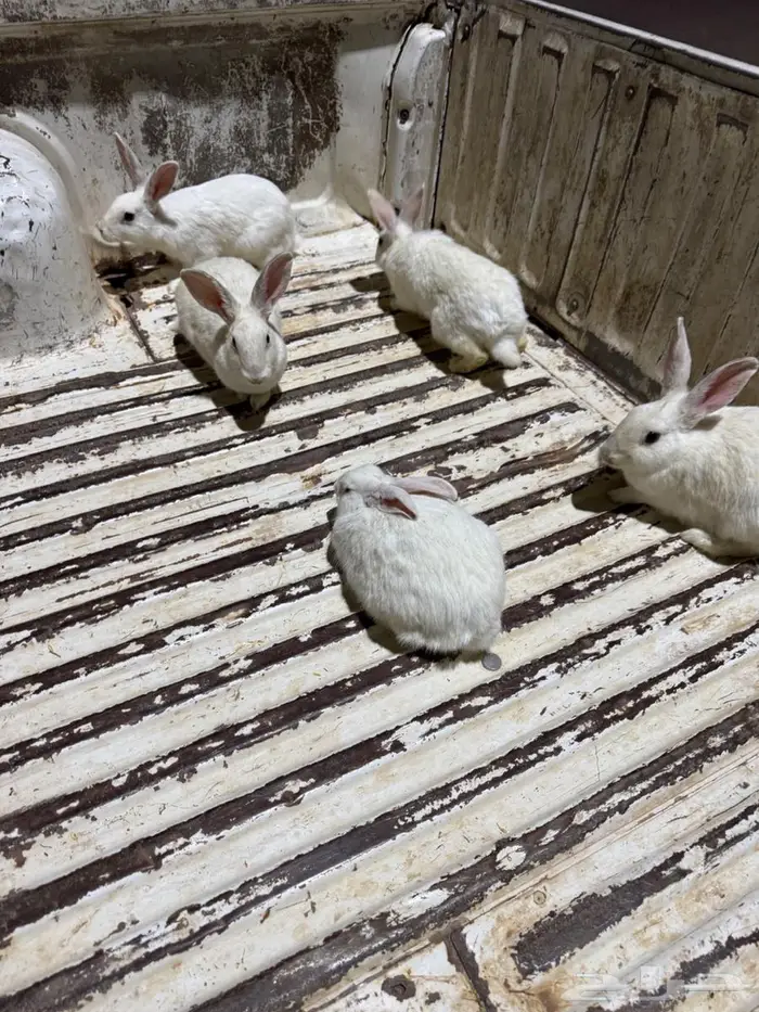 ارانب فرنسيه 1