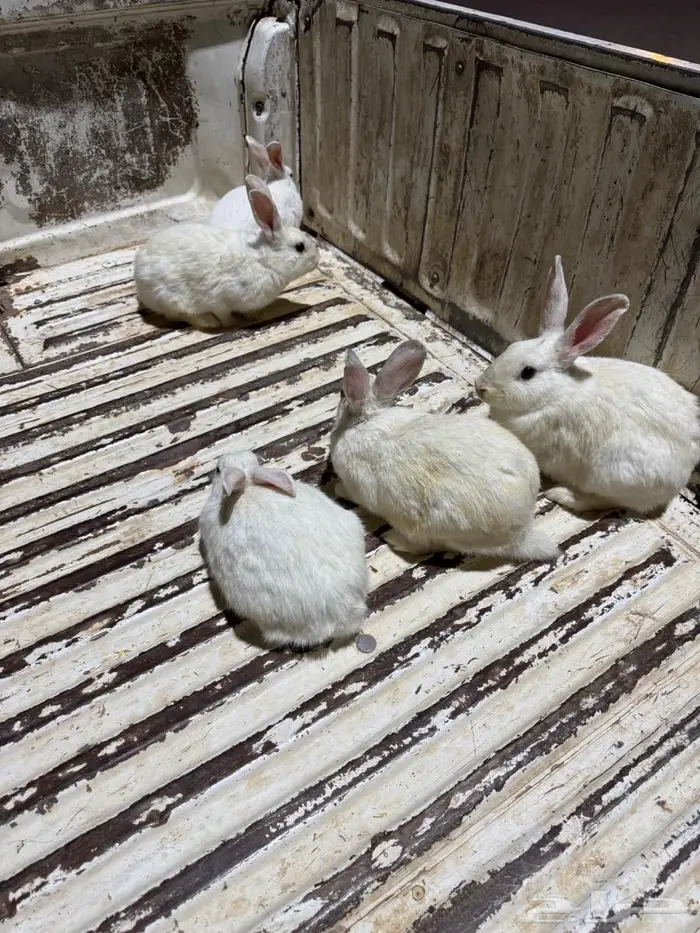 ارانب فرنسيه 2