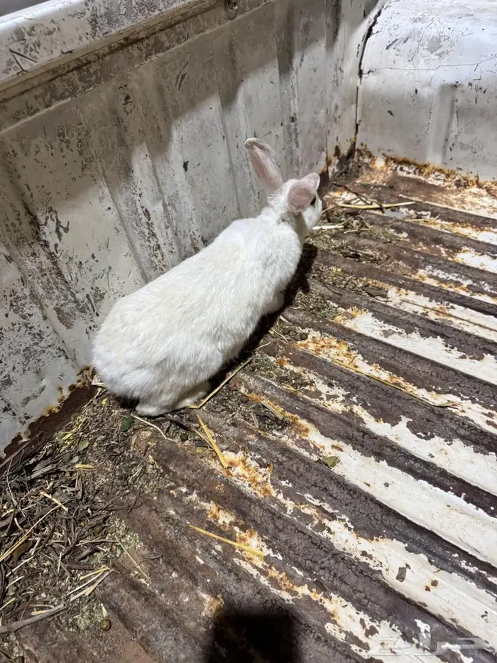 ارانب فرنسيه 3