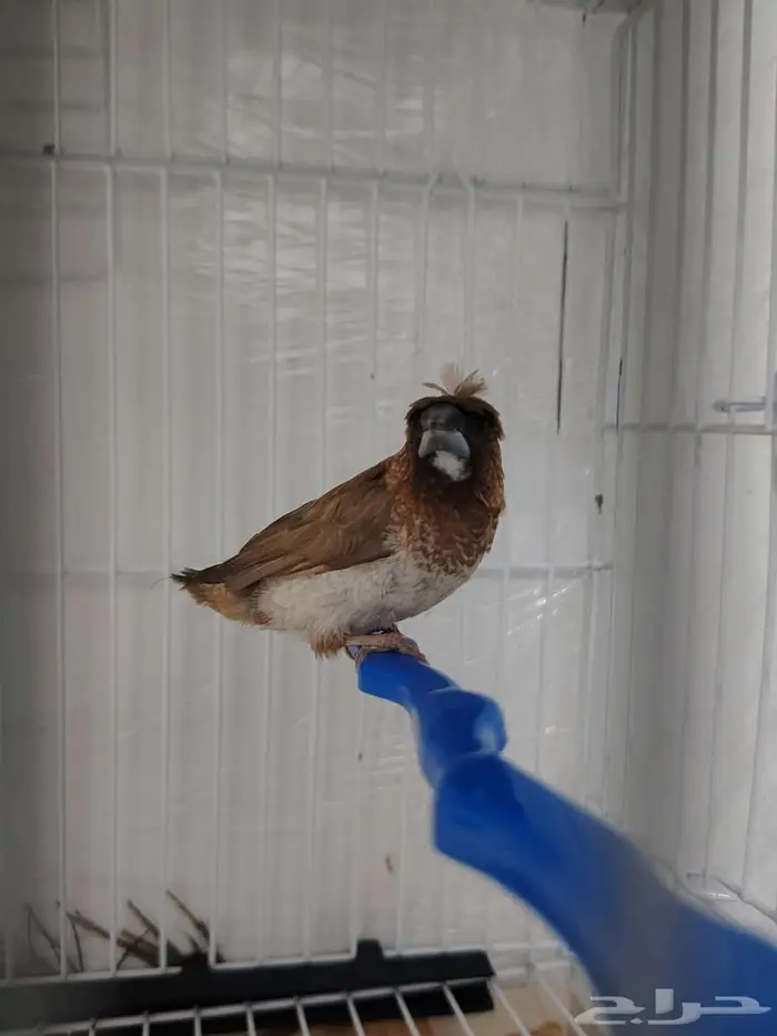 للبيع بنقليز فنش (بنجليز) 0