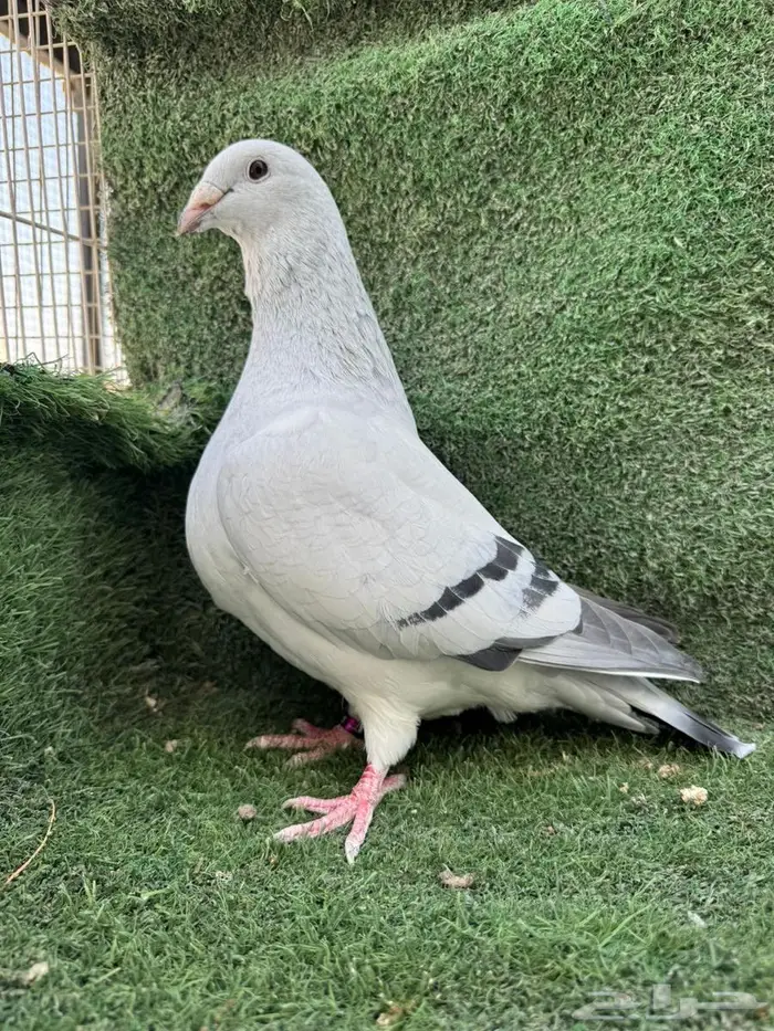 4- اجواز زاجل ايس مستوى طيب 3