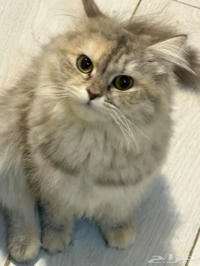 قطوه للتبني 1