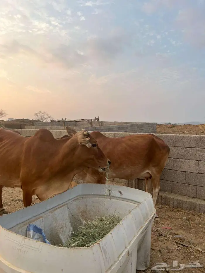 بقرتين عشاير للبيع 2