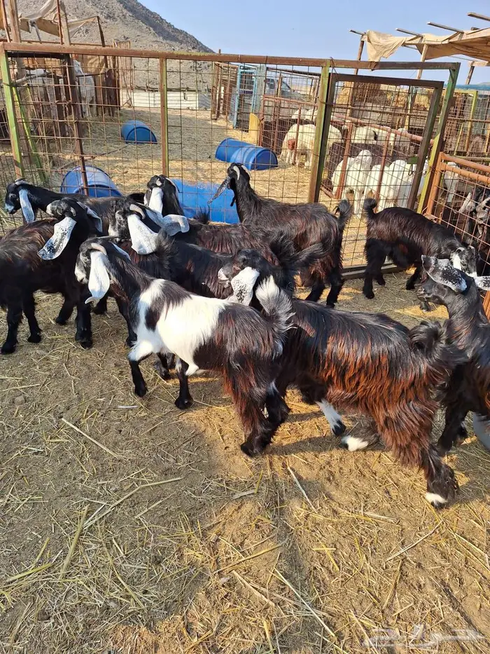 جفار مقفله شحم نظاف 2