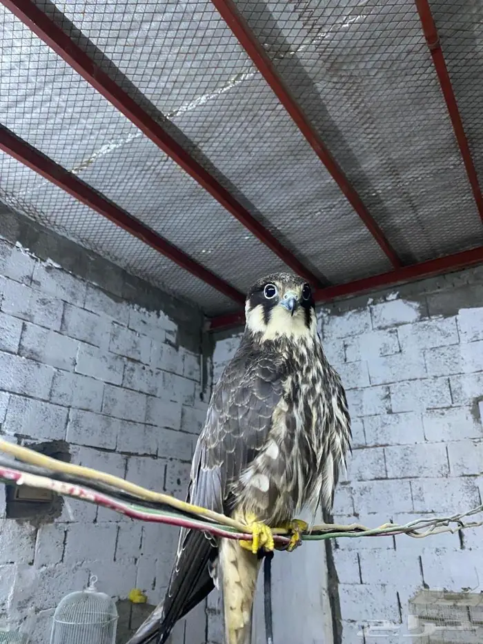 بقه مدربه للبيع على السوم 0