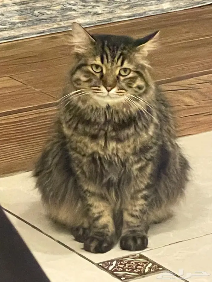 قط ذكر للتبني جدة 0