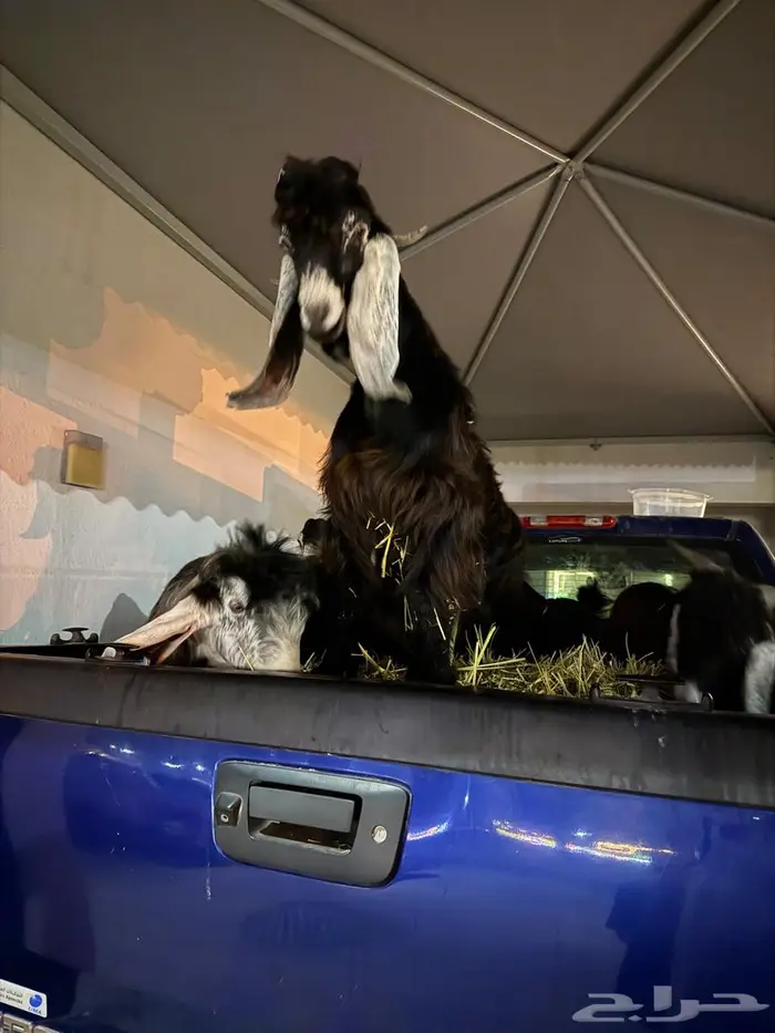 تيوس عوارض للبيع 3