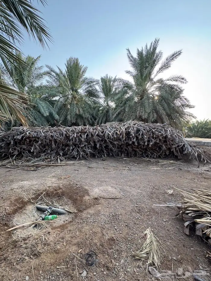 جريد نخل للبيع 0