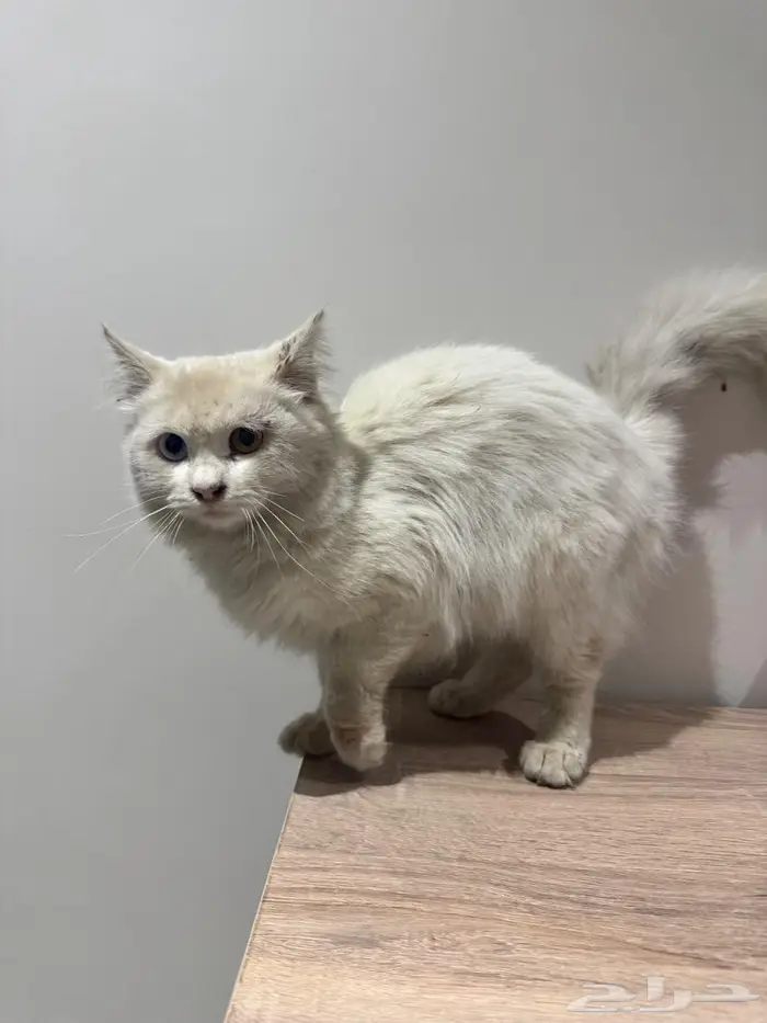 قطه ممكن تكون ضايعه 1