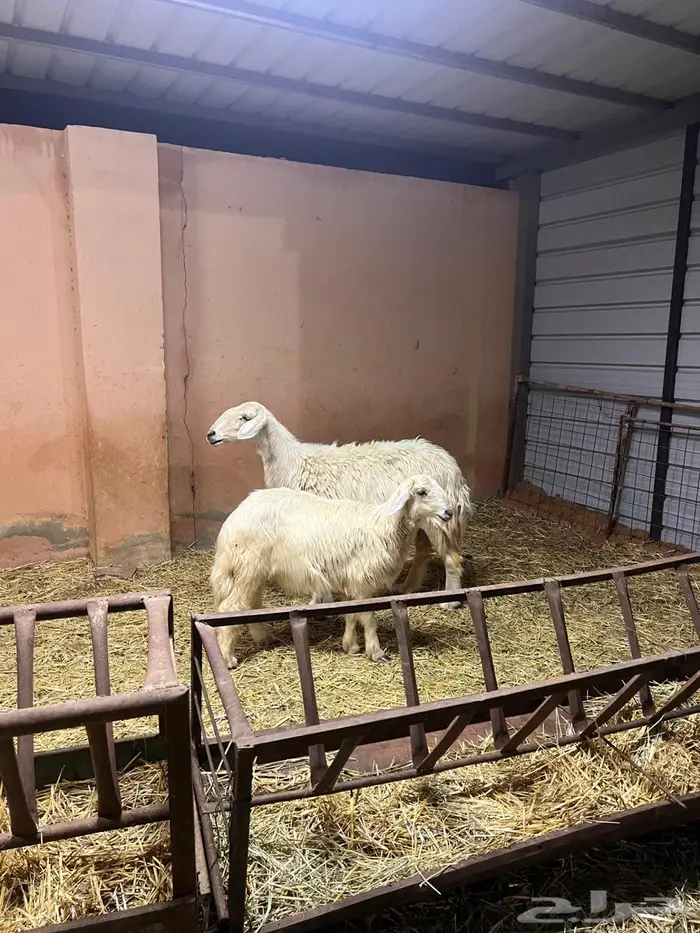 نجديه دافع ومعها ولدها 0